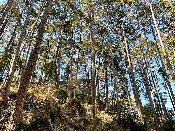 ヒノキ・サワラ型針葉樹林