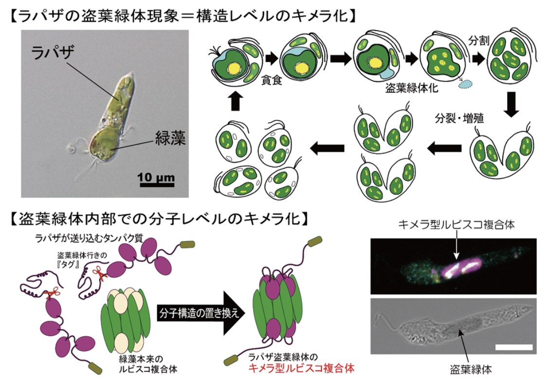 奪った葉緑体に自前の部品を送り込んで光合成する