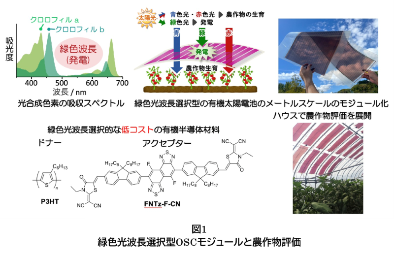 発電と栽培を両立する有機太陽電池 農業用ハウスで有効性を実証！