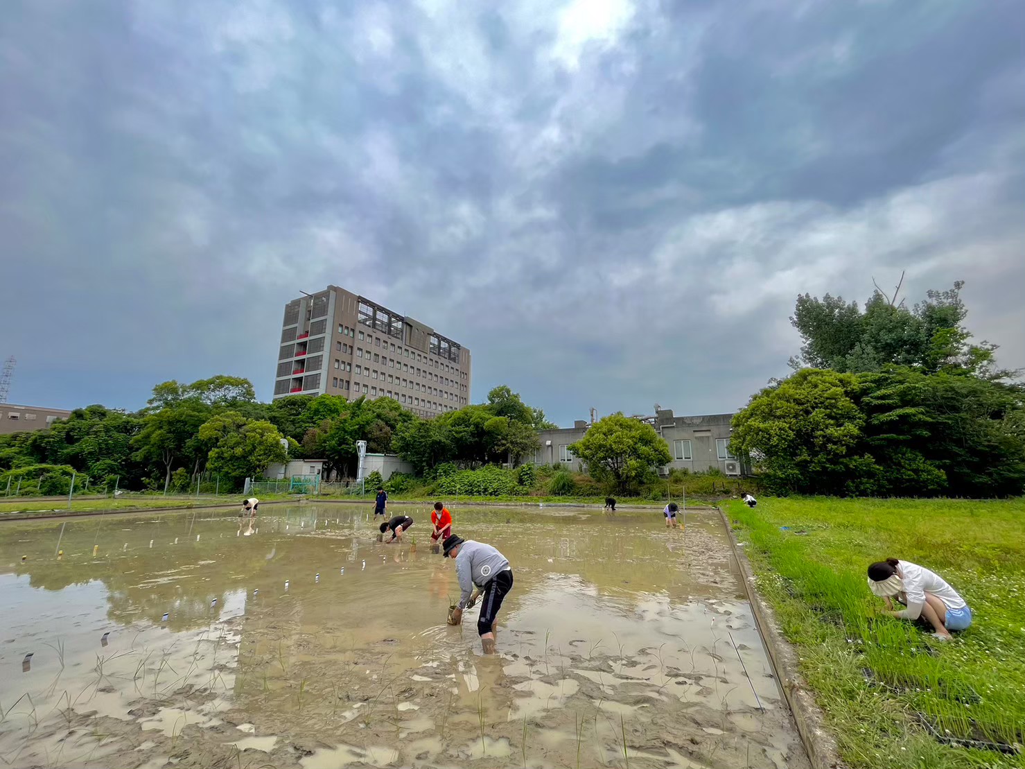 田植え_230720