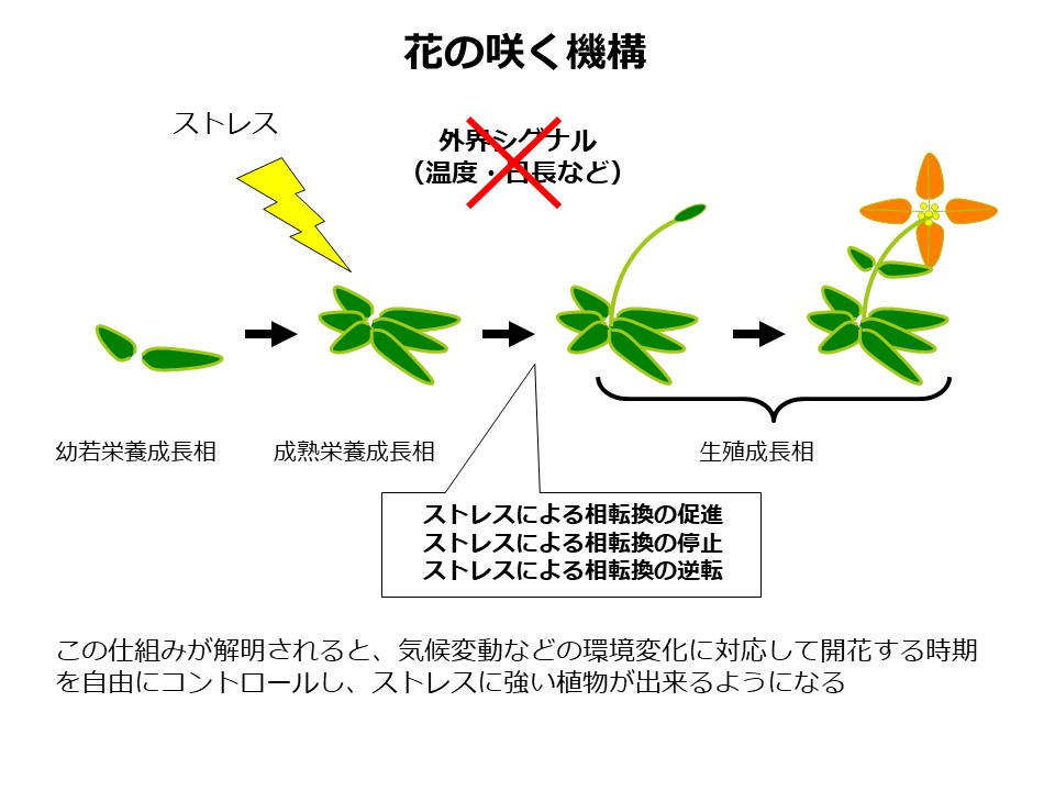 研究内容 遺伝育種学研究グループ 大阪公立大学 農学部 大学院 農学研究科
