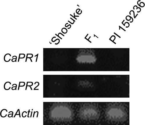 CapsicumWeakness_PRgene