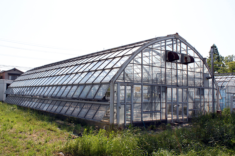 Greenhouse1