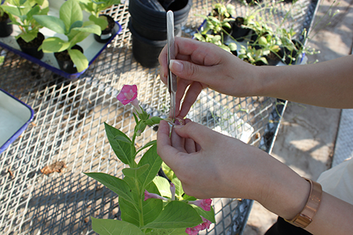 HandPollination