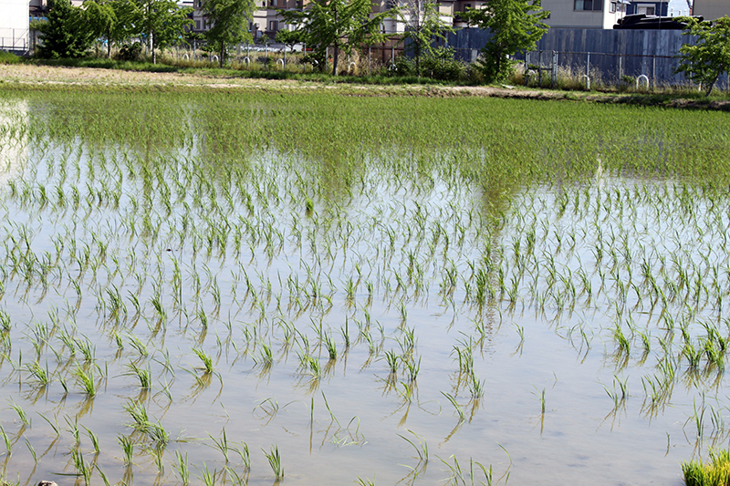 PaddyField