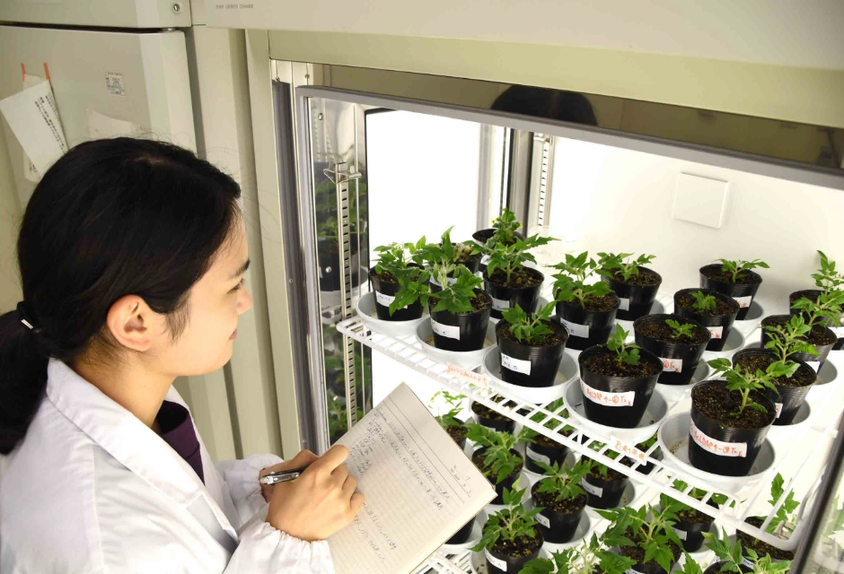 Laboratory of Plant Molecular Breeding