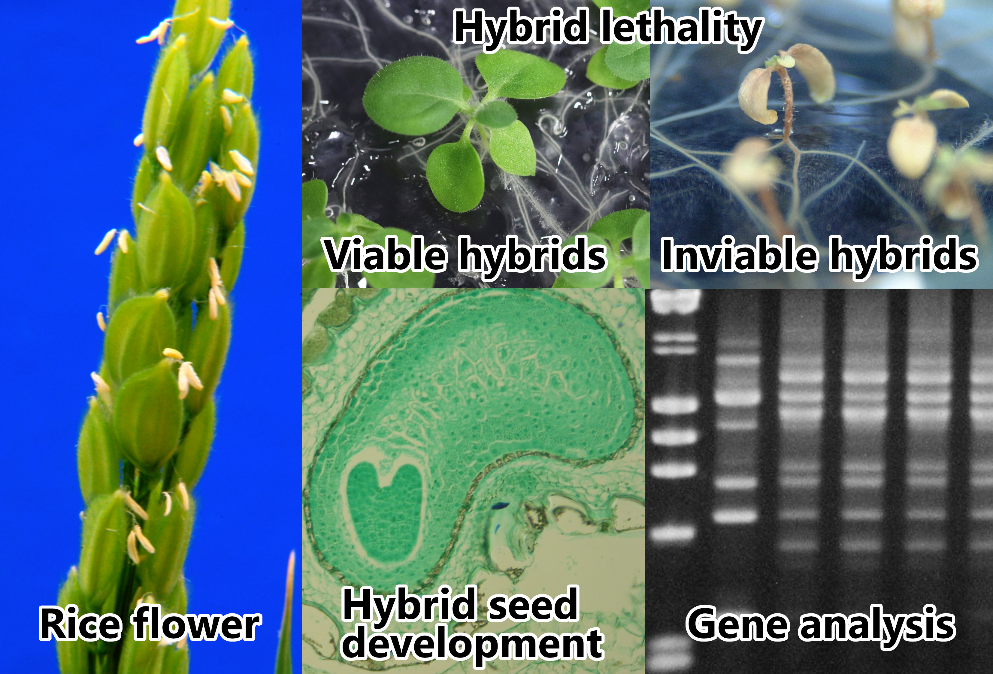 Laboratory of Breeding and Genetics