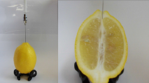 レモン果実へのCa注入試験-2