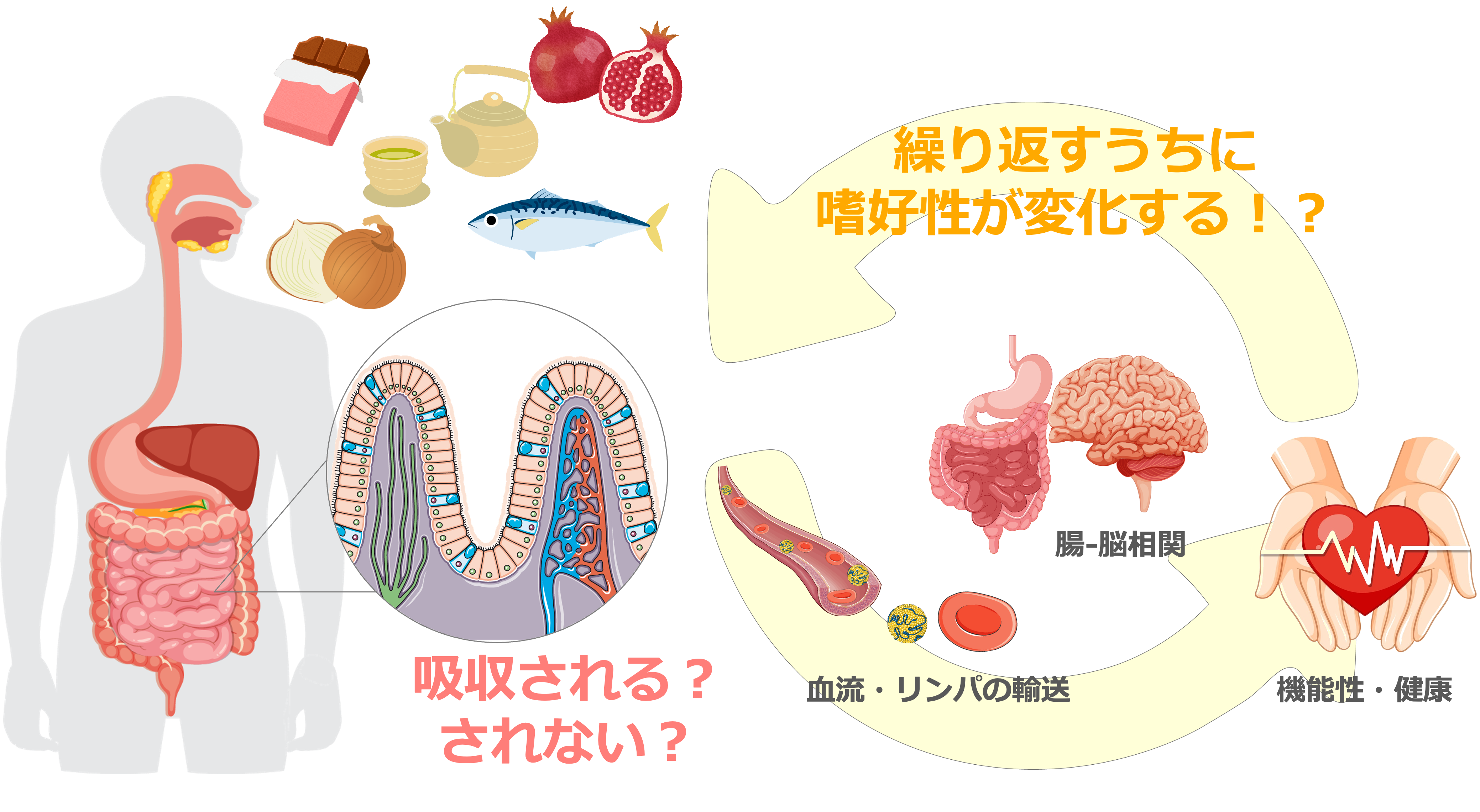 研究紹介