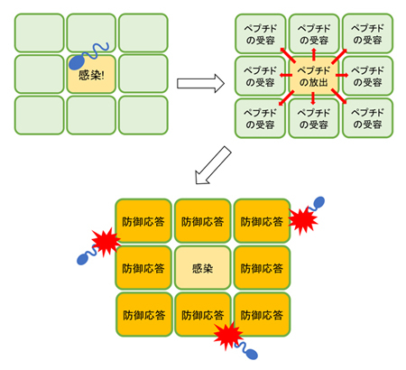 ペプチドの働き