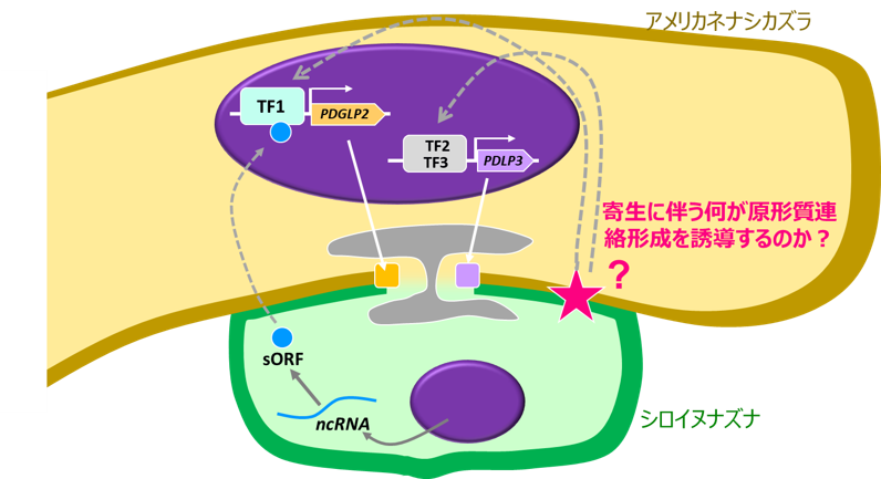PD形成要因は何か？