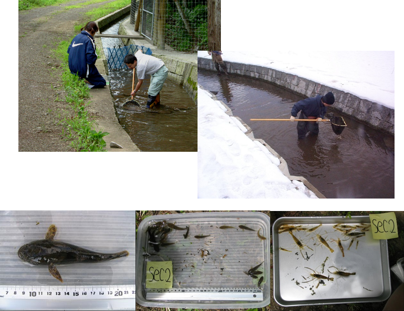 湖北魚類調査