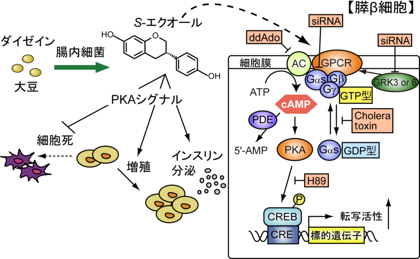 エクオールまとめ25