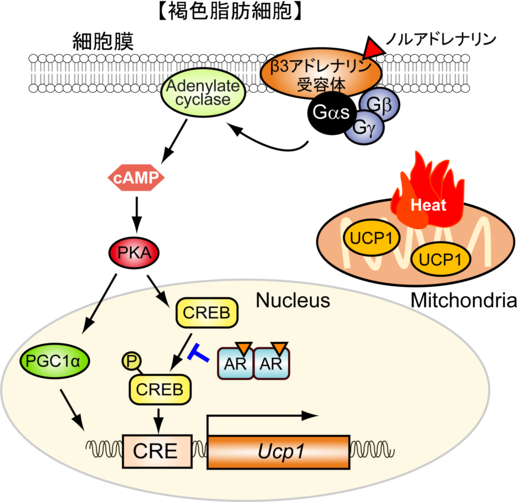 褐色脂肪におけるAR機能25
