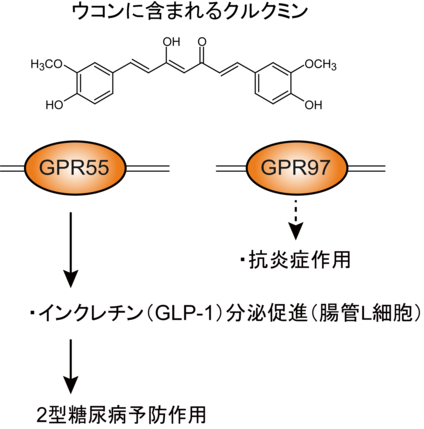 GPCRを介したクルクミンの2型糖尿病予防25_1