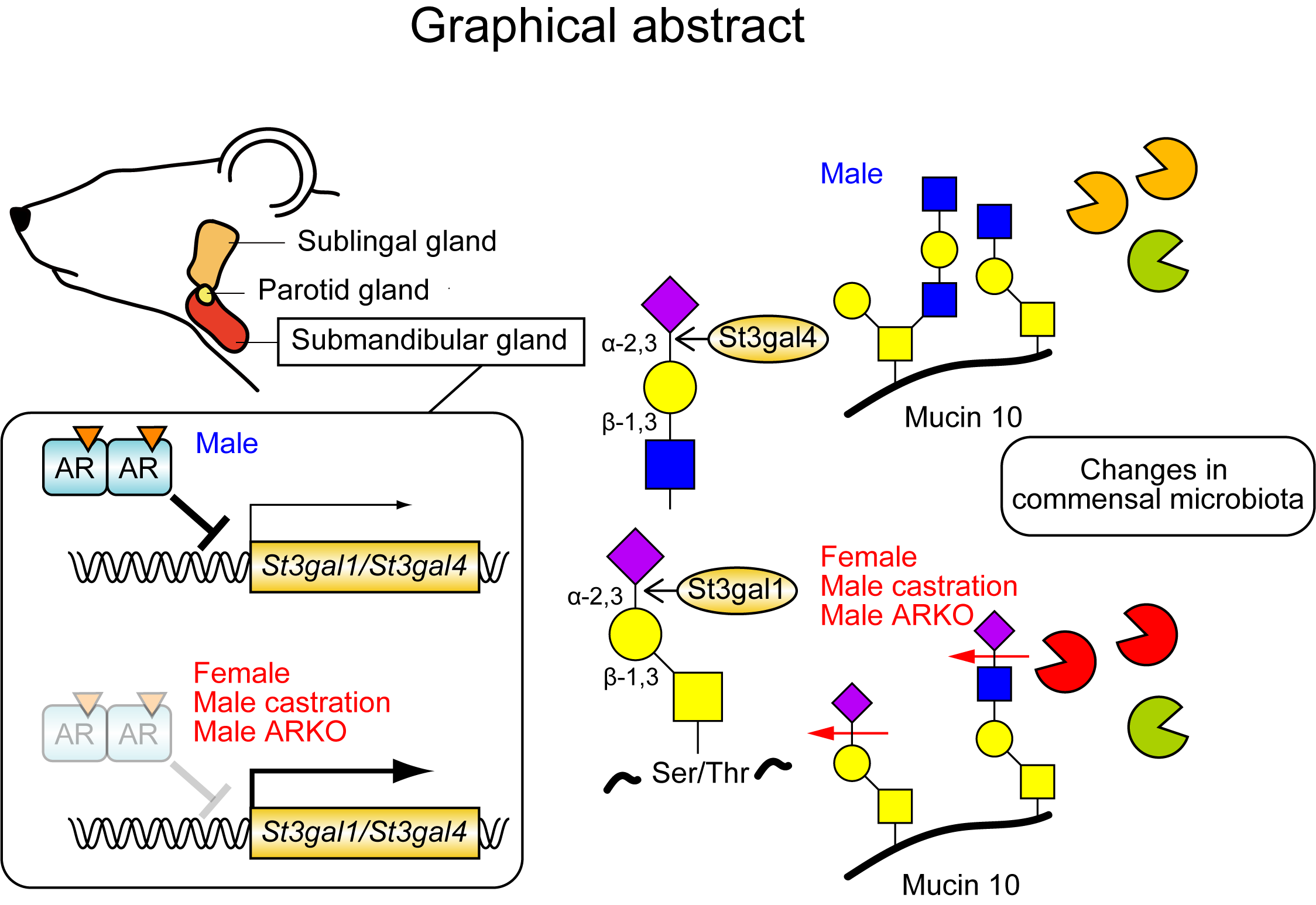 Graphical Abstract