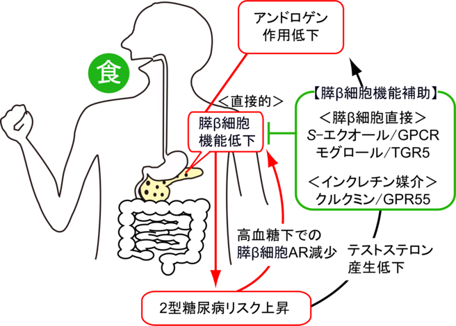 beta細胞アンドロゲン_食品成分25