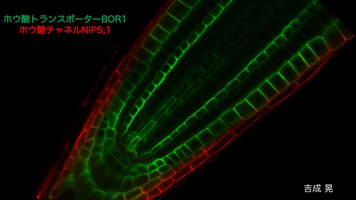 BOR1とNIP5;1