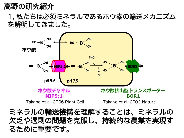 私たちは必須ミネラルであるホウ素の輸送メカニズムを解明してきました。ミネラルの輸送機構を理解することは、ミネラルの欠乏や問題を克服し、持続的な農業を実現するために重要です。