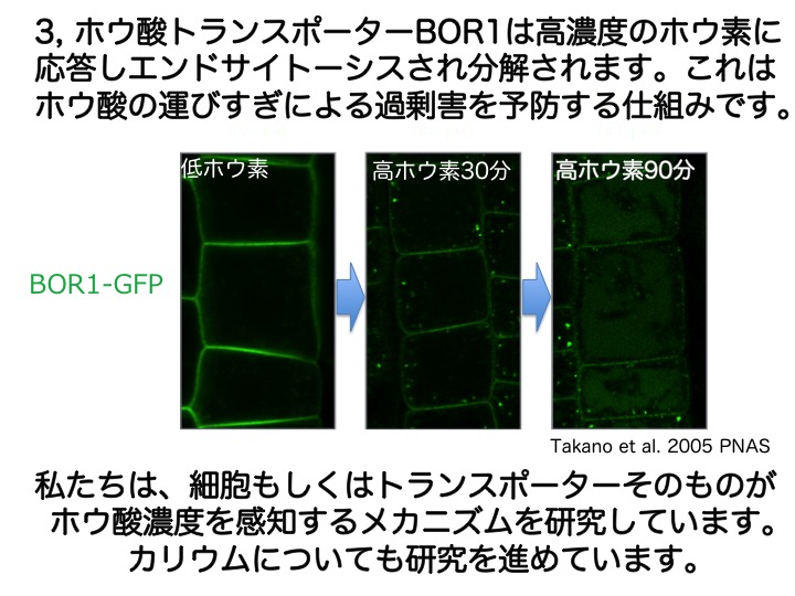 ホウ酸トランスポーターBOR1は高濃度のホウ素に応答しエンドサイトーシスされ分解されます。これはホウ酸の運びすぎによる過剰害を予防する仕組みです。私たちは、細胞もしくはトランスポーターそのものがホウ酸濃度を感知するメカニズムを研究しています。カリウムについても研究を進めています。