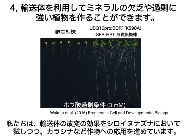 輸送体を利用して実ならルの欠乏や過剰に強い植物を育てることができます。私たちは、輸送体の改変の効果をシロイヌナズナにおいて試しつつ、カラシナなど作物への応用を進めています。