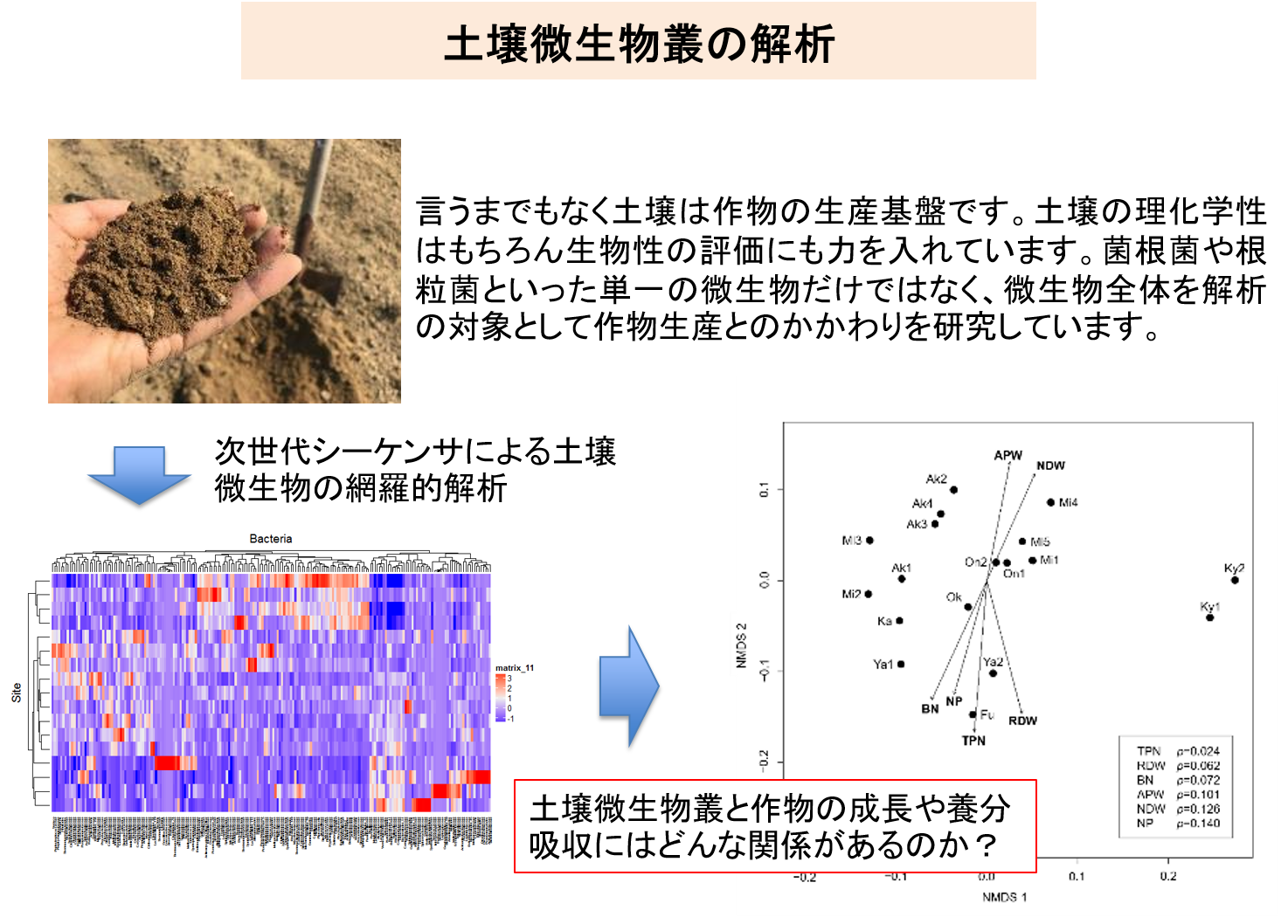 リン鉱石