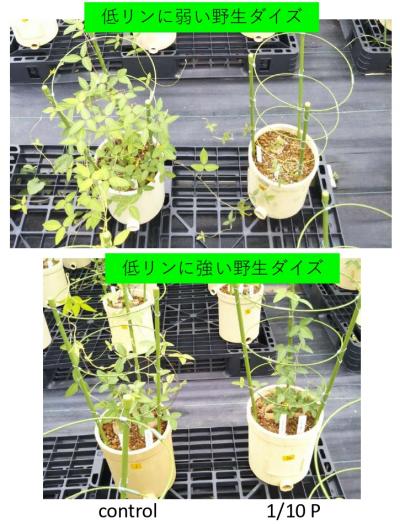 ツルマメ低リン耐性