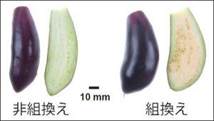 ナスの分子育種