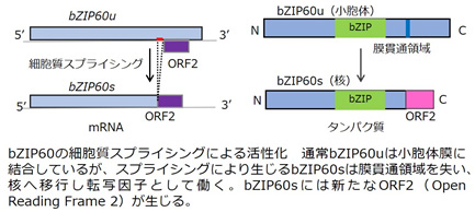 res-2