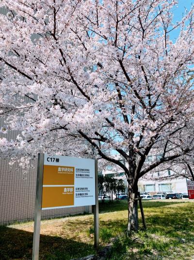 桜１