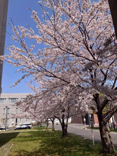 桜２