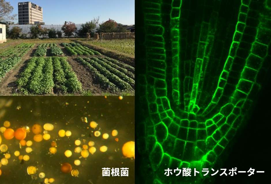 植物栄養学研究グループ