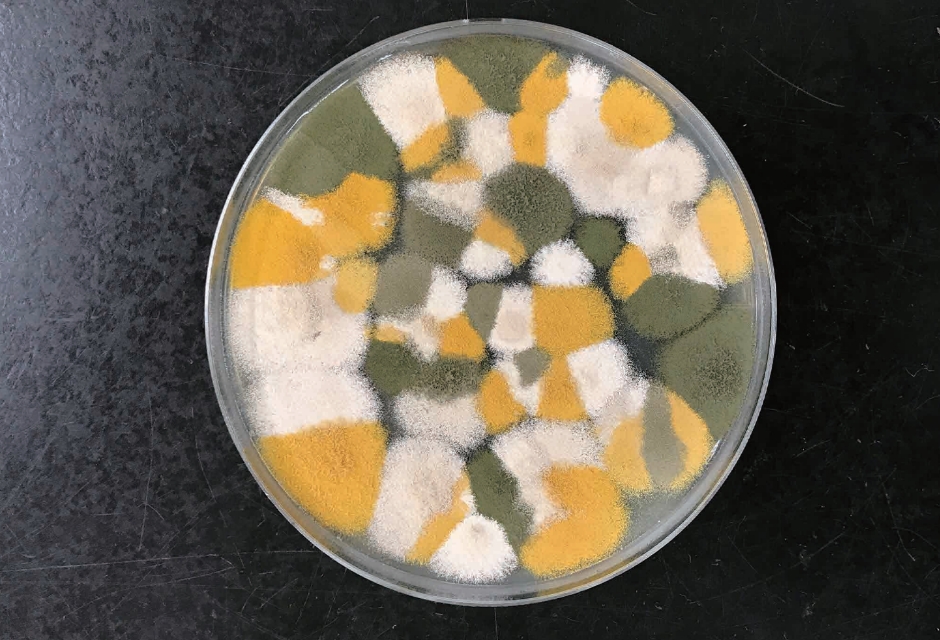 微生物機能開発学研究グループ