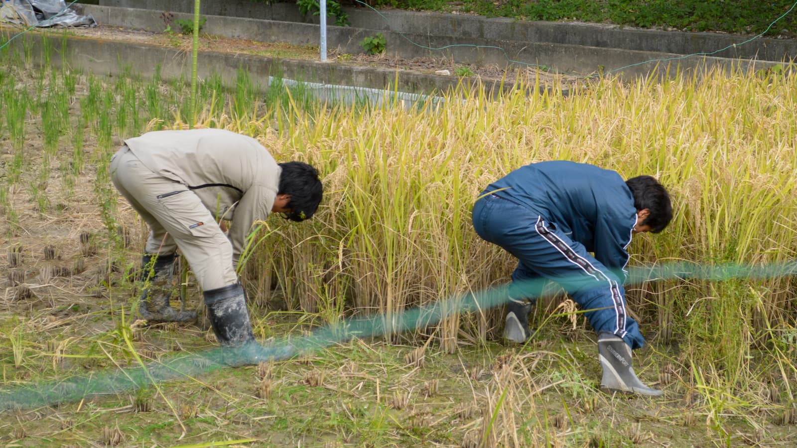 写真：稲刈り