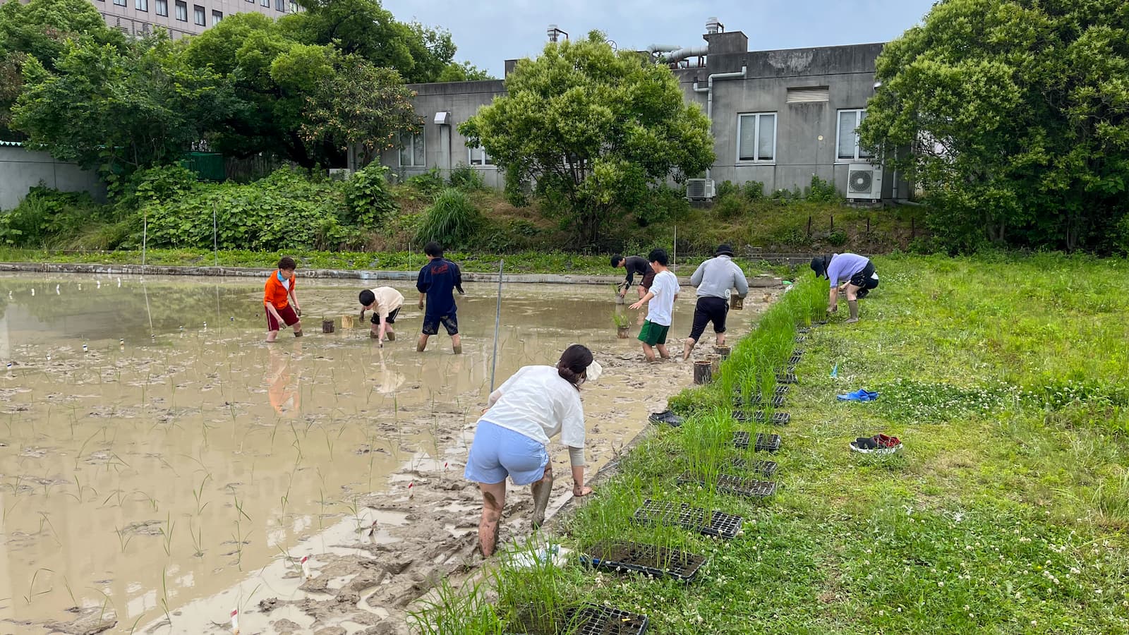 写真：田植え