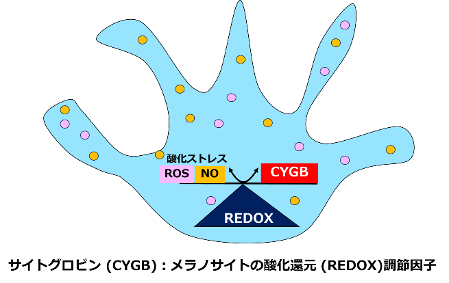 メラノサイト内では、サイトグロビンがシーソーのように活性酸素のバランスを保っている。