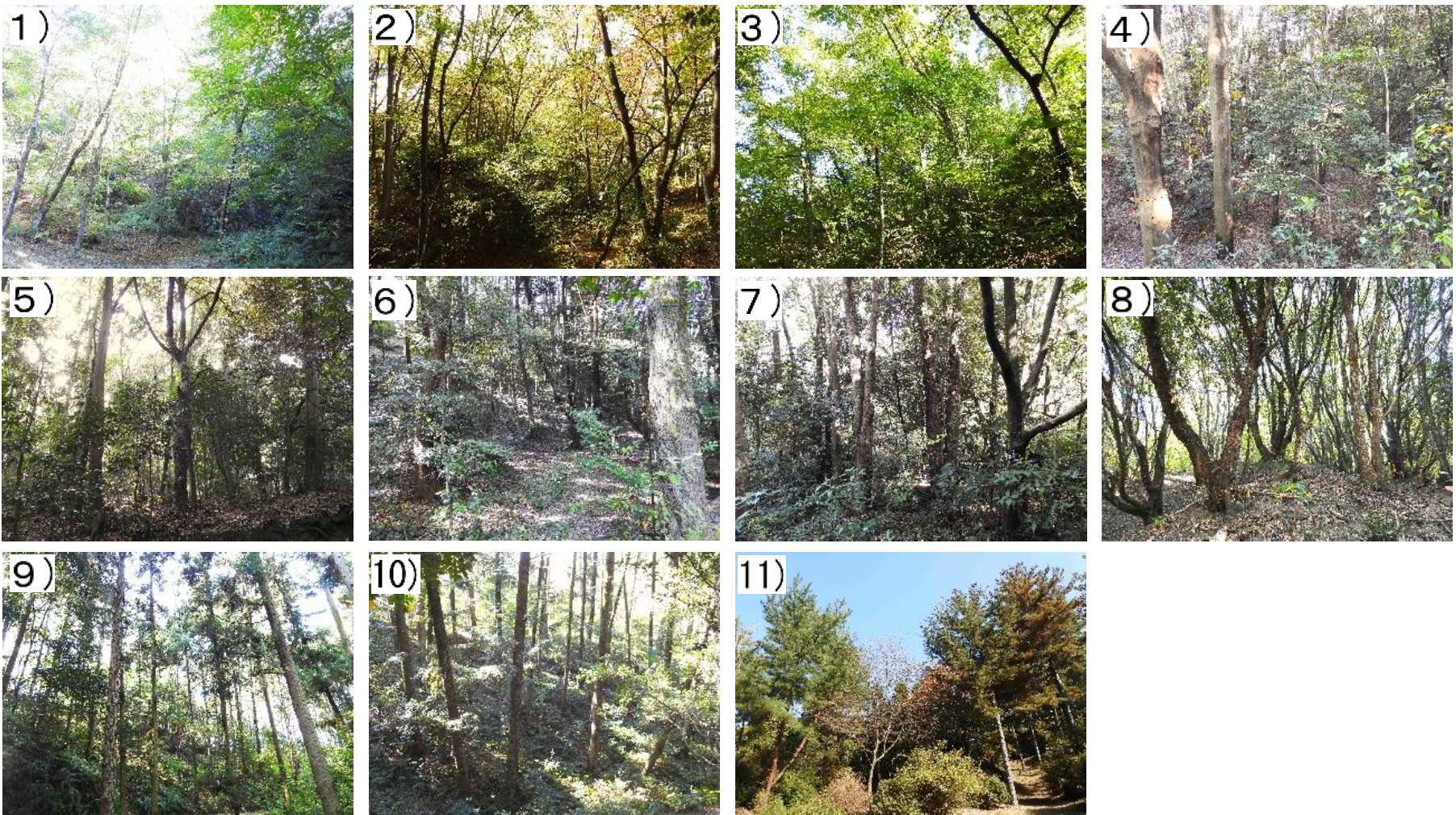 園内に展示されている11タイプの樹林型