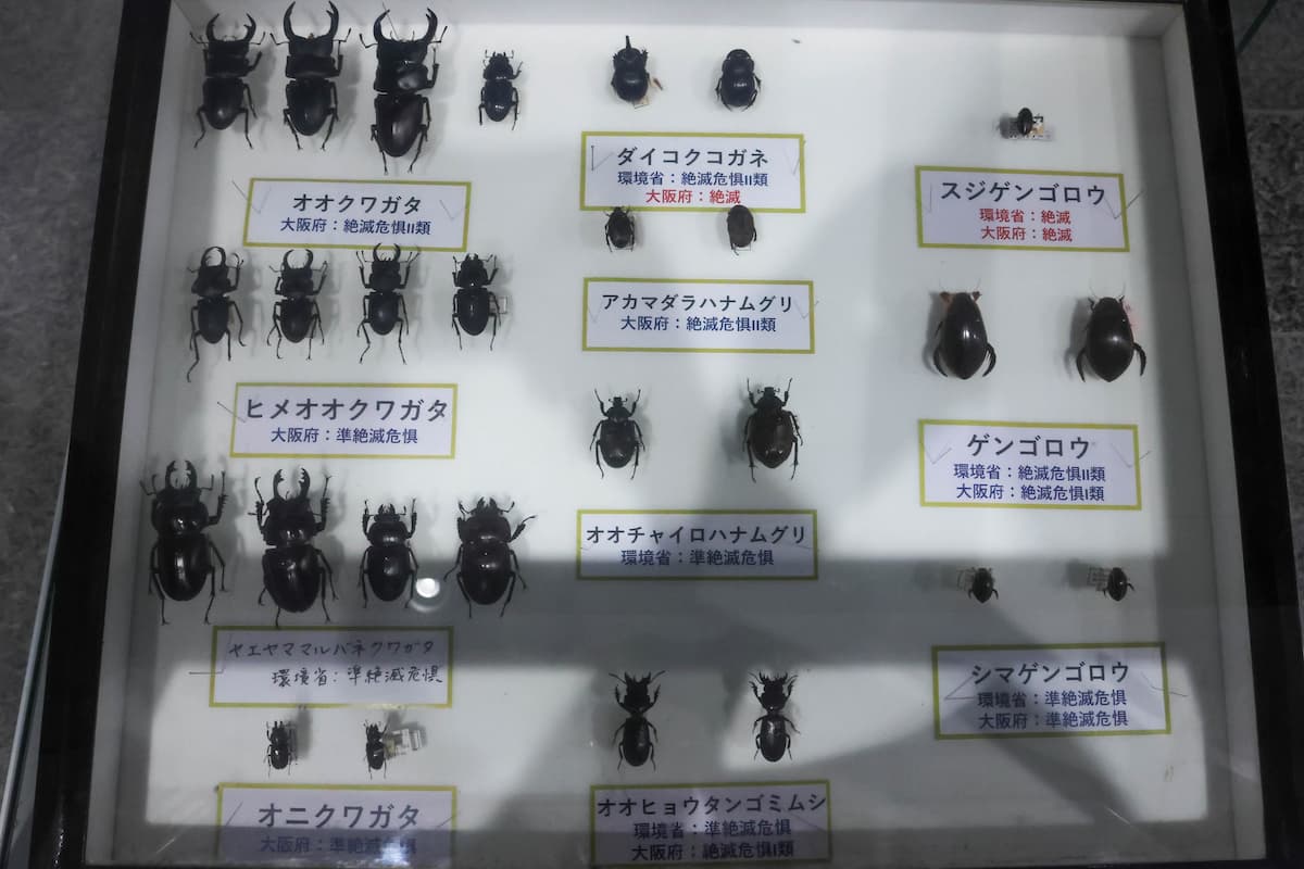 展示された標本