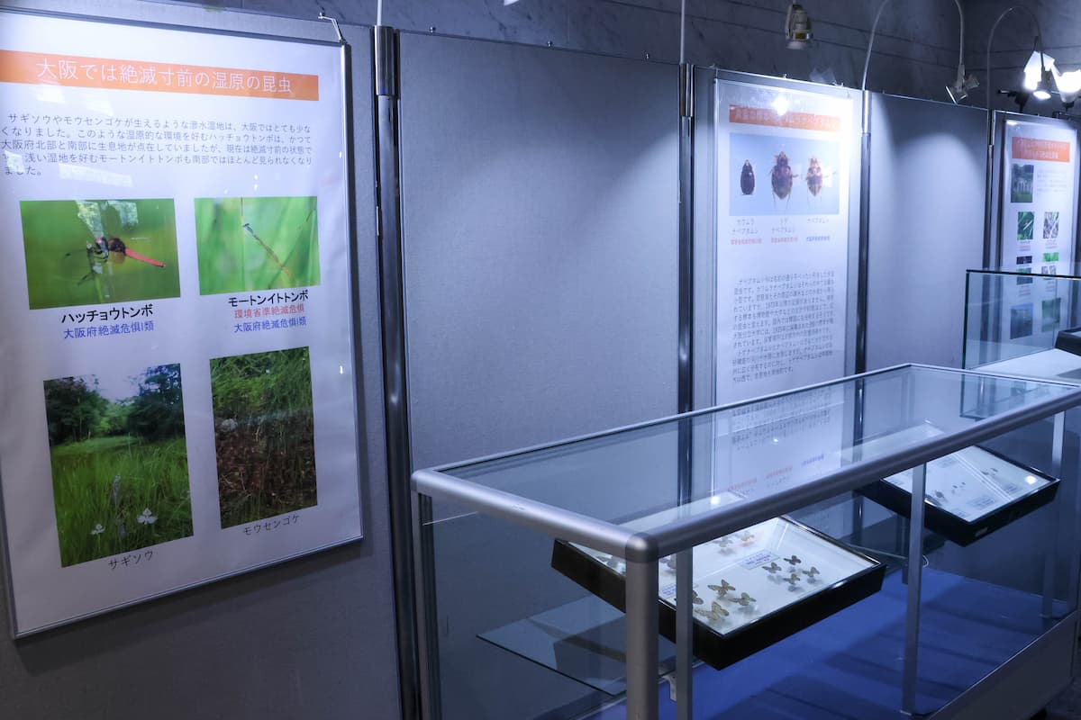 展示の様子