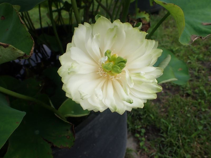 event_hanahasu_image02