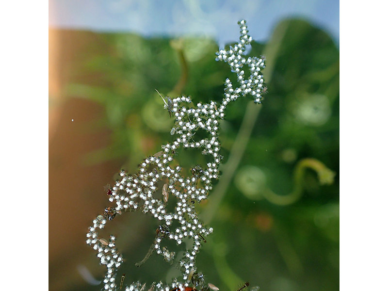 セキショウモの雄花