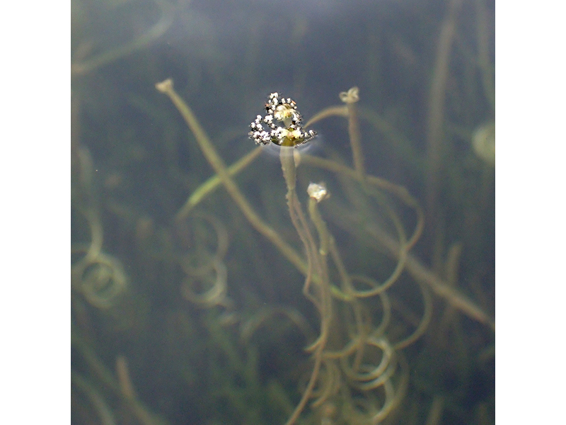 セキショウモの雌花に雄花が集まっている様子