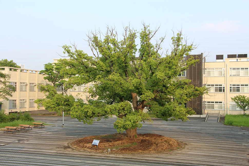 写真:クスノキ全景
