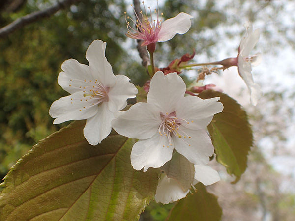 news_sakura_kasumizakura