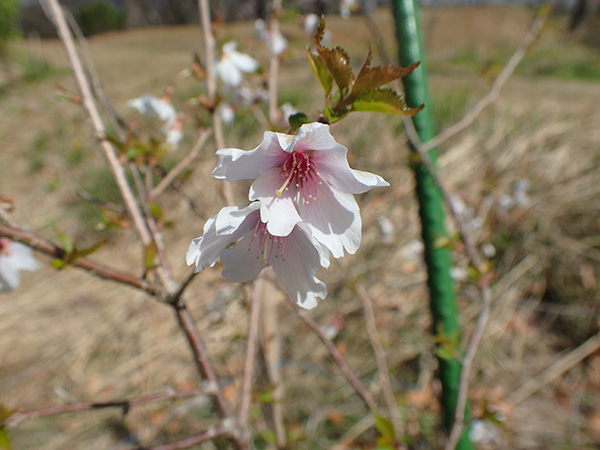 news_sakura_mamezakura