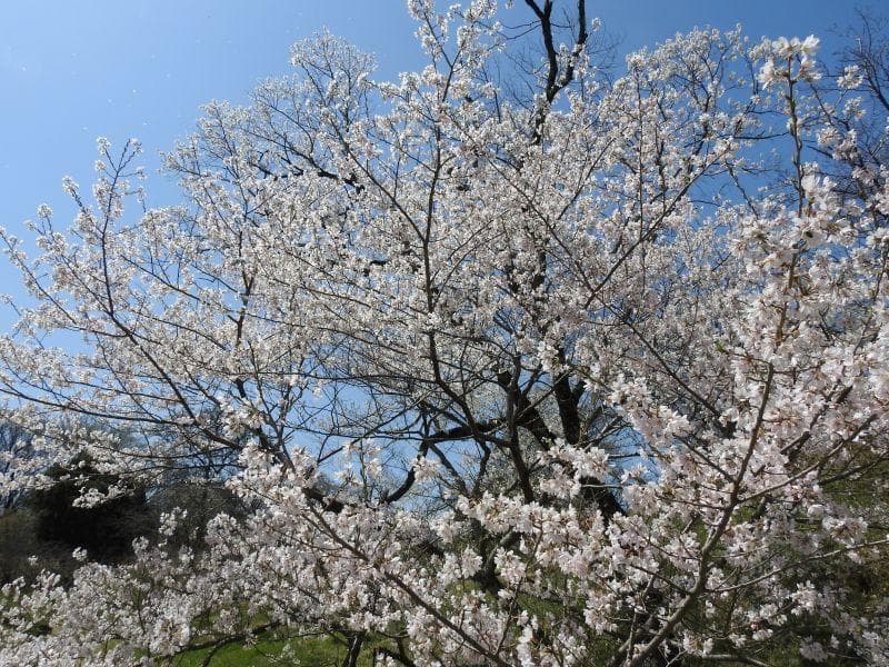 植物園からひもとく、サクラの多様性 |OMU植物園だより
