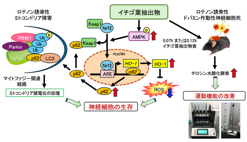 pr0260930_koj04