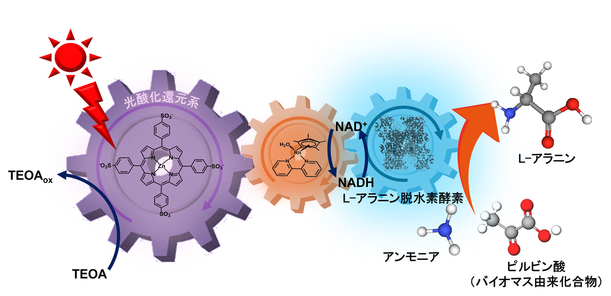 20240215_amao01