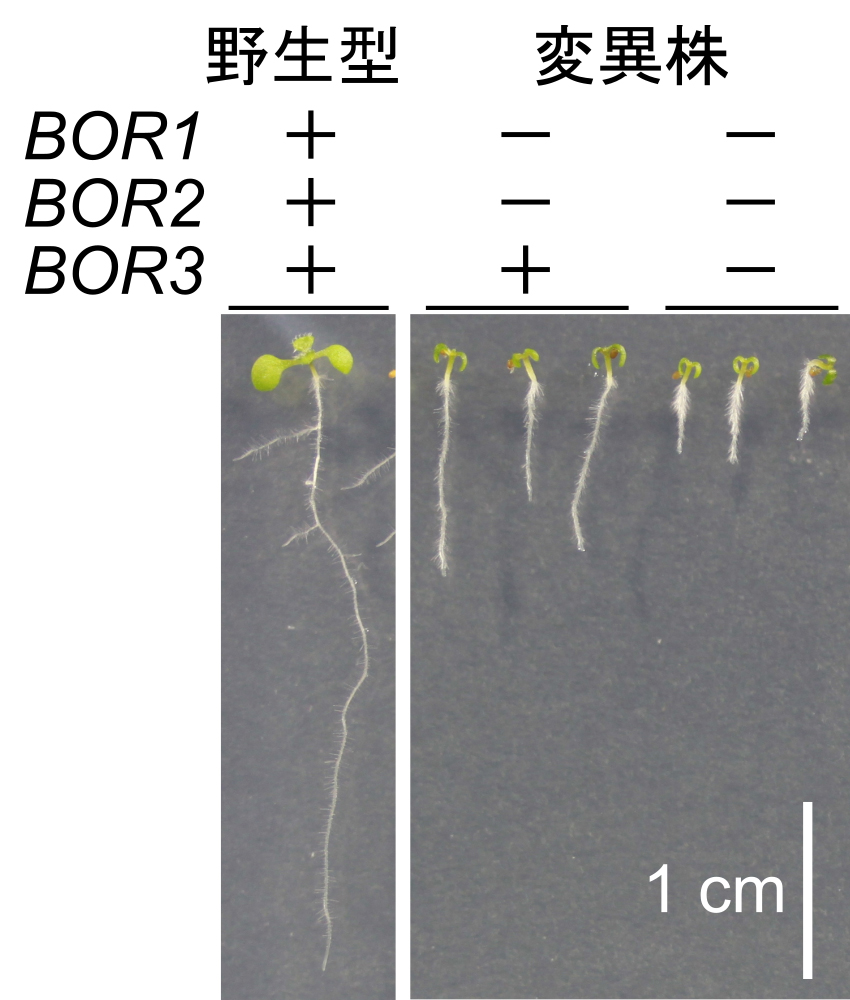 pr202607_sot01