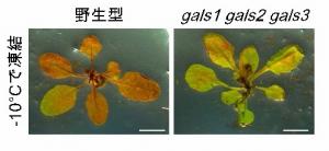 図4. シロイヌナズナの野生型とβ-1,4-ガラクタンを合成できない変異体の凍結耐性